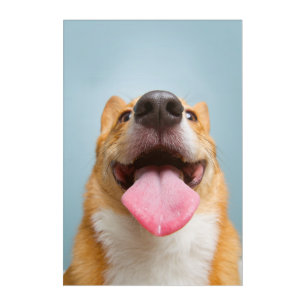 Getty Images Very Happy Corgi Acrylic Print