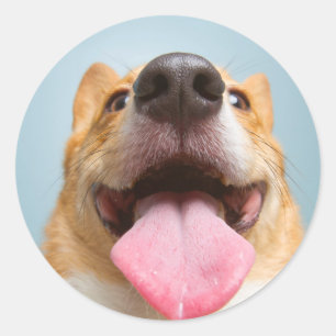 Getty Images Very Happy Corgi Classic Round Sticker