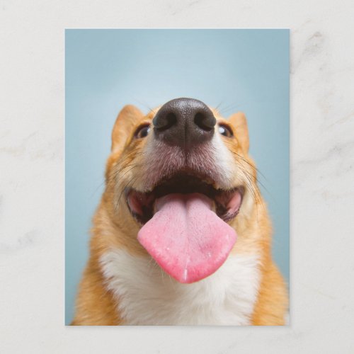 Getty Images  Very Happy Corgi Postcard