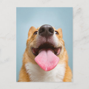 Getty Images Very Happy Corgi Postcard
