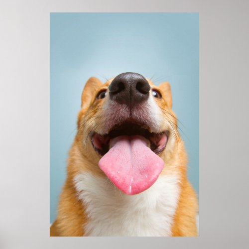 Getty Images  Very Happy Corgi Poster