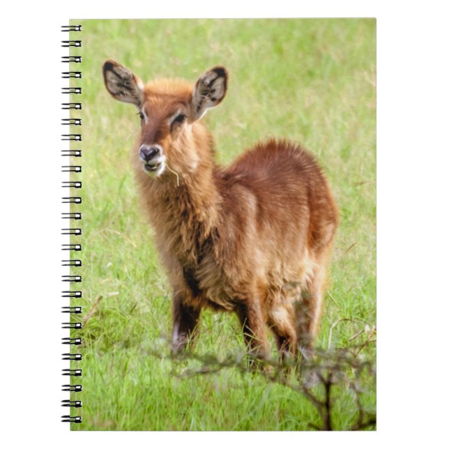 Getty Images | Young Brown Antelope Waterbuck Notebook (Front)
