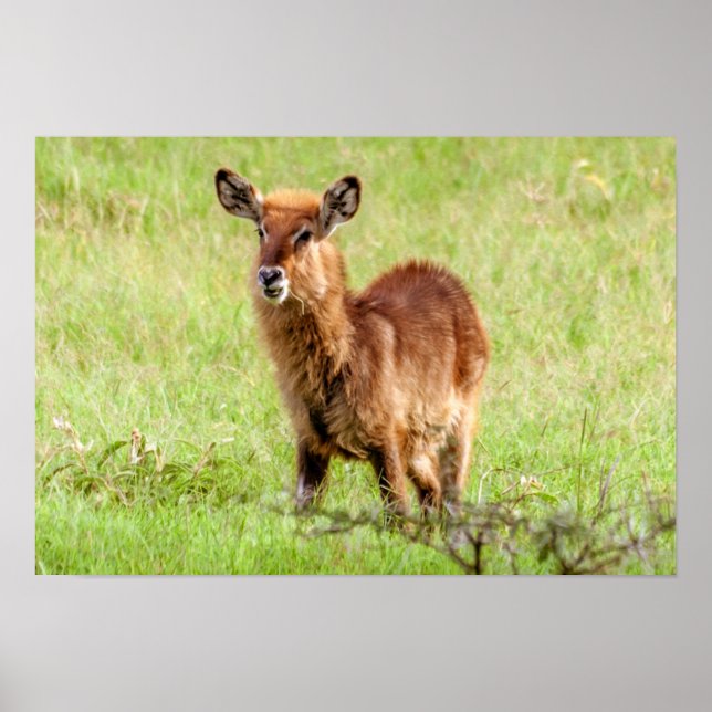 Getty Images | Young Brown Antelope Waterbuck Poster (Front)