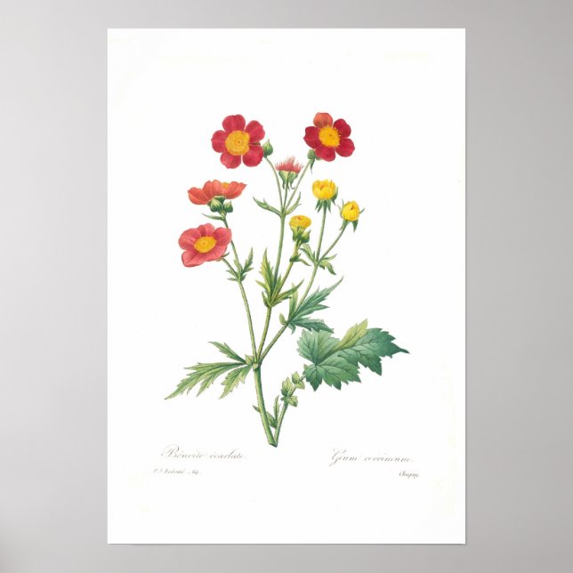 Geum coccineum poster (Front)
