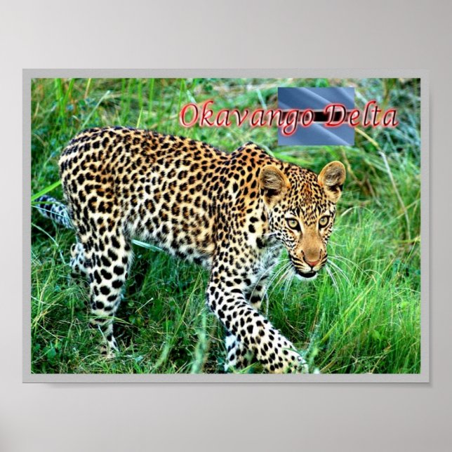 GHEPARD Okavango Delta - Poster (Front)