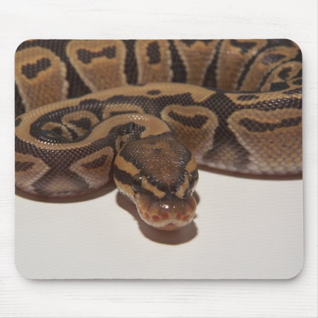 Ghost Ball Python Mousepad (Front)