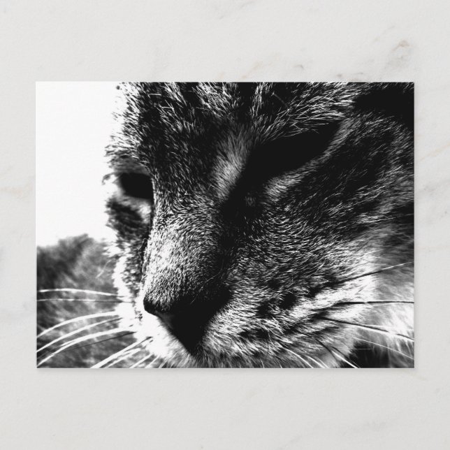 Ghost Cat Postcard (Front)