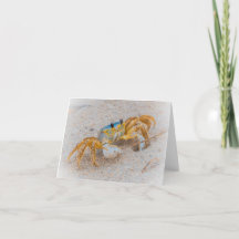 Ghost Crab or Sand Crab