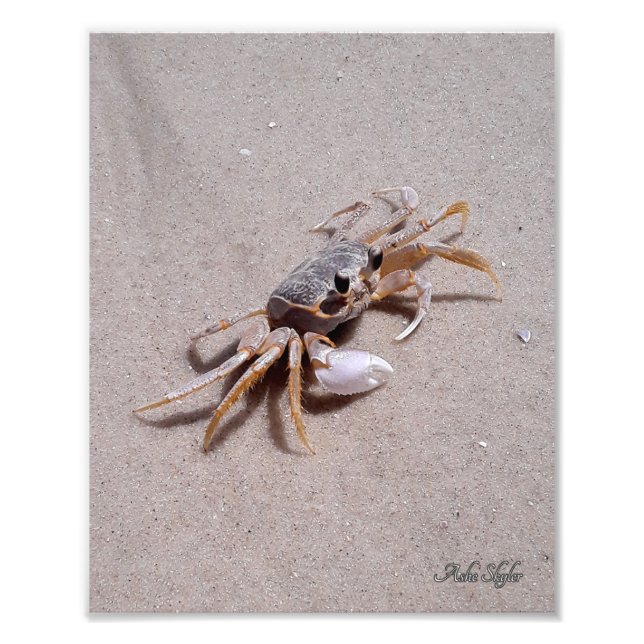 Ghost Crab Photo Print (Front)