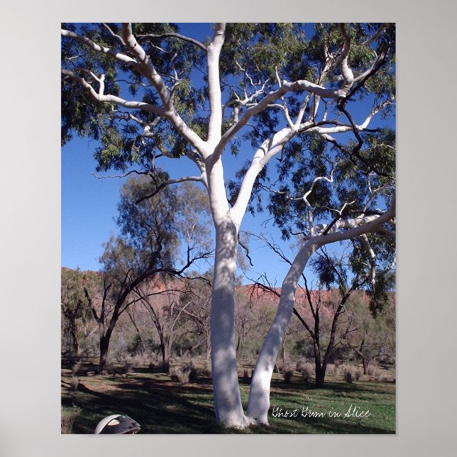 Ghost Gum in Alice Poster (Front)
