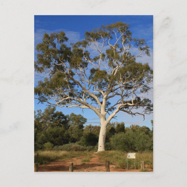 Ghost gum tree, Outback Australia Postcard (Front)