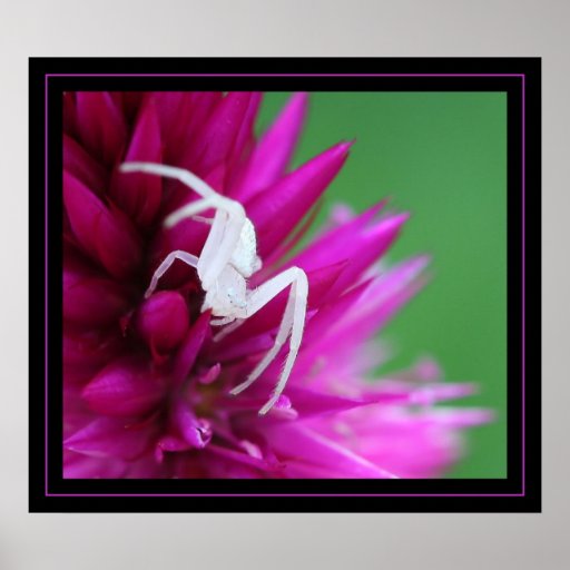 Ghost Spider Poster | Zazzle