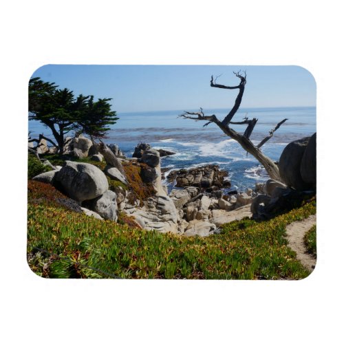 Ghost Tree  Scenic 17 Mile Drive 2 Magnet