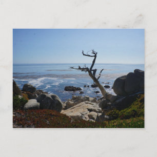 Ghost Tree - Scenic 17 Mile Drive Postcard