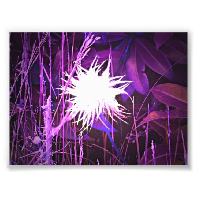 Ghostly Plant Purple Photo Print (Front)