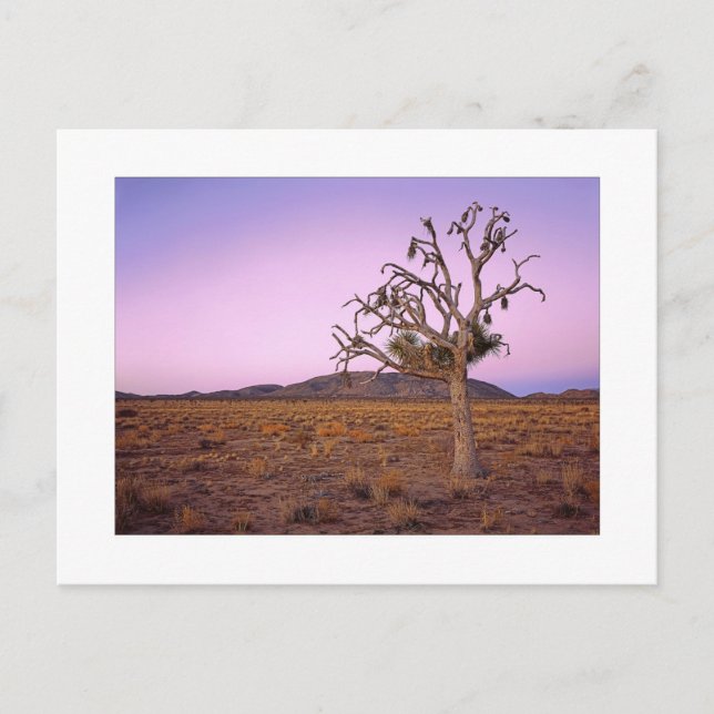 " Ghostly Shape Shifter " Postcard (Front)