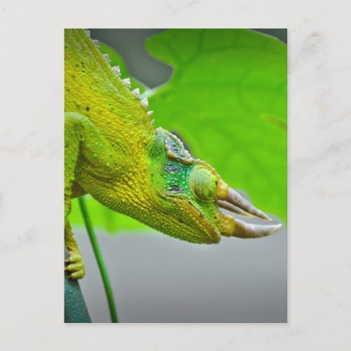 Giant 3 Horned Chameleon Postcard