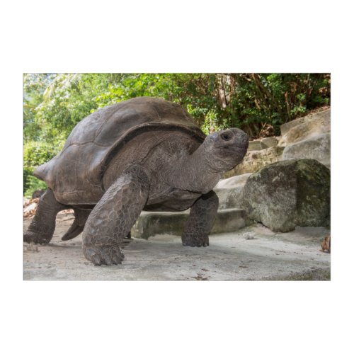 Giant Aldabra Tortoise Acrylic Print