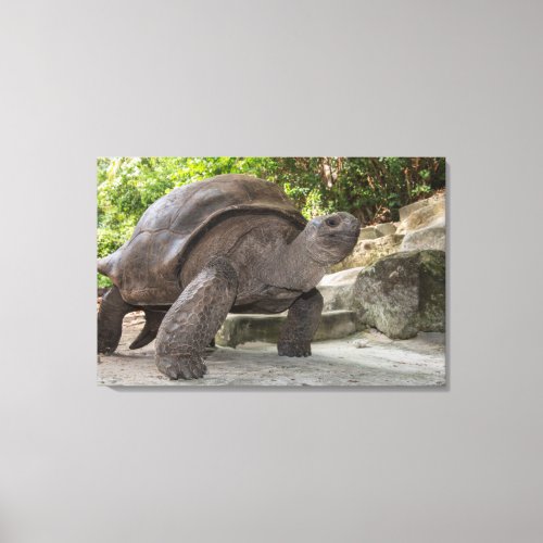 Giant Aldabra Tortoise Canvas Print