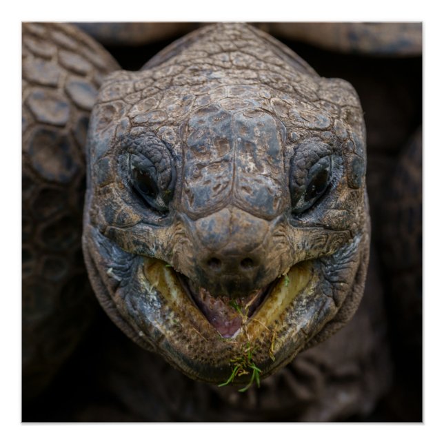 Giant Aldabra Tortoise Jigsaw Puzzle Poster (Front)