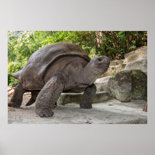 Giant Aldabra Tortoise Poster