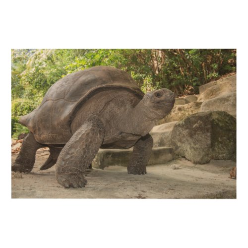Giant Aldabra Tortoise Wood Wall Art