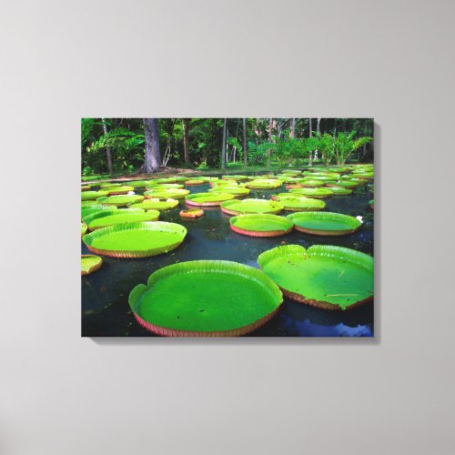 Giant Amazon Water Lilies Victoria Amazonica Canvas Print