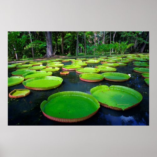 Giant Amazon Water Lilies Victoria Amazonica Poster