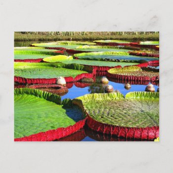 Giant Amazon Water Lily Postcard by HTMimages at Zazzle