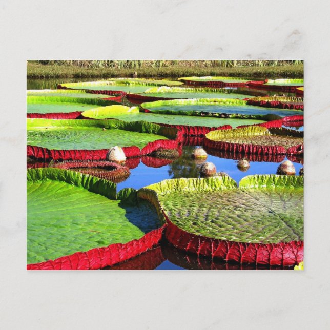 Giant Amazon Water Lily Postcard (Front)