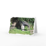 Giant Anteater  Greeting Card
