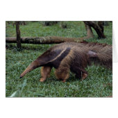 Giant anteater (Myrmecophaga tridactyla) (Front Horizontal)