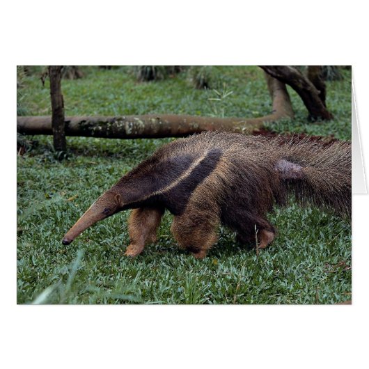 Giant anteater (Myrmecophaga tridactyla) (Front Horizontal)