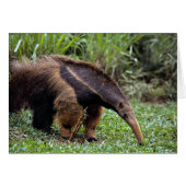 Giant anteater (Myrmecophaga tridactyla) (Front Horizontal)