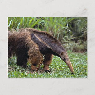 Giant anteater (Myrmecophaga tridactyla) Postcard