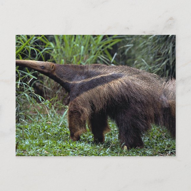 Giant anteater (Myrmecophaga tridactyla) Postcard (Front)