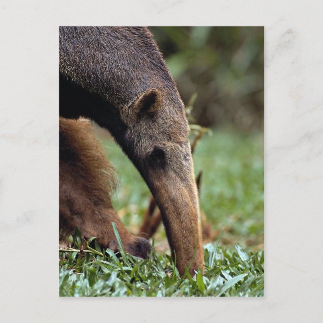 Giant anteater (Myrmecophaga tridactyla) Postcard (Front)