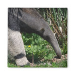 Giant Anteater Photo Magnet