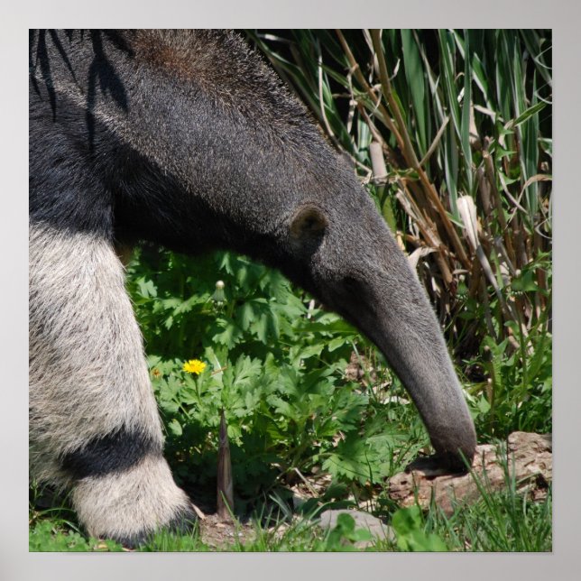 Giant Anteater Photo Poster Print (Front)