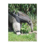 Giant Anteater  Postcard