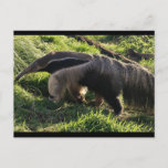 Giant Anteater Postcard