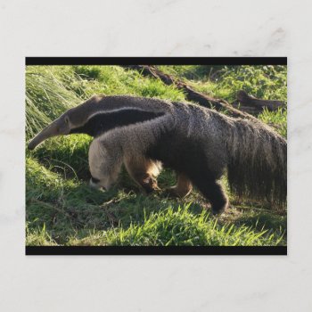 Giant Anteater Postcard by WildlifeAnimals at Zazzle