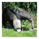 Giant Anteater Poster