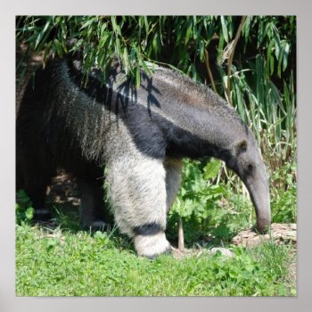 Giant Anteater Poster by WildlifeAnimals at Zazzle