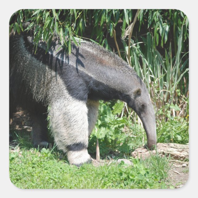 Giant Anteater  Stickers (Front)