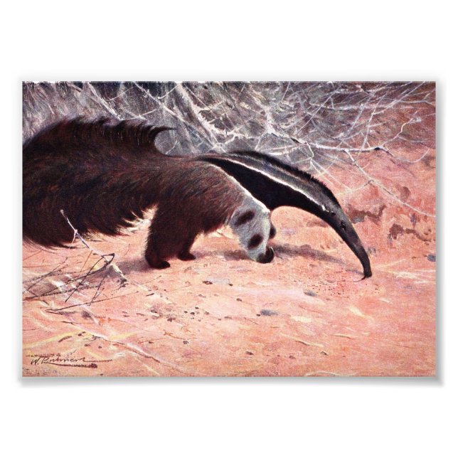 Giant Anteater Vintage Illustration. Photo Print (Front)