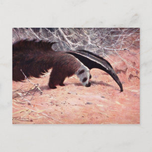 Giant Anteater Vintage Illustration. Postcard