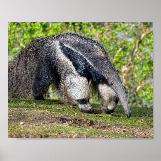 Giant Anteater walking on grass Holiday Postcard Poster (Front)
