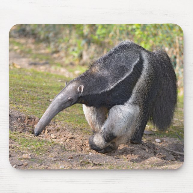 Giant Anteater walking on grass Mouse Pad (Front)