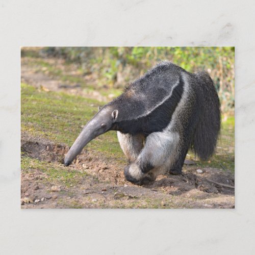 Giant Anteater walking on grass Postcard
